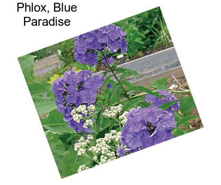 Phlox, Blue Paradise