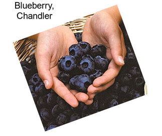 Blueberry, Chandler