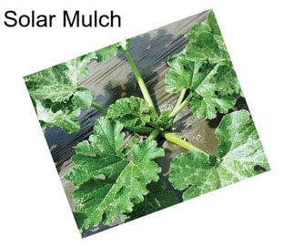 Solar Mulch