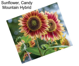 Sunflower, Candy Mountain Hybrid