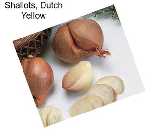 Shallots, Dutch Yellow