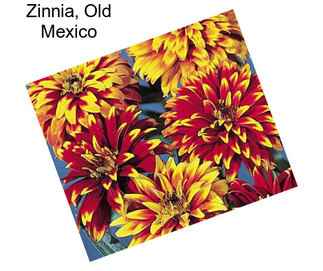 Zinnia, Old Mexico