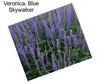 Veronica, Blue Skywalker