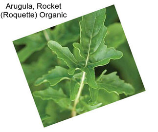 Arugula, Rocket (Roquette) Organic
