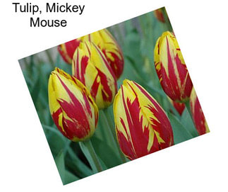Tulip, Mickey Mouse
