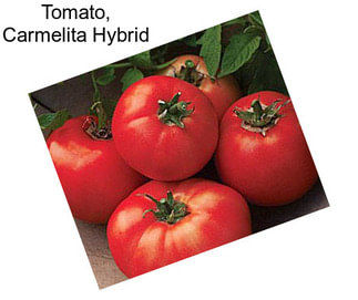 Tomato, Carmelita Hybrid