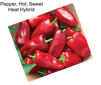 Pepper, Hot, Sweet Heat Hybrid