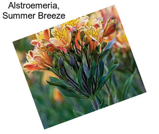 Alstroemeria, Summer Breeze