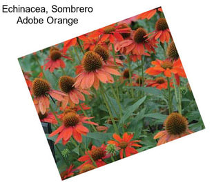 Echinacea, Sombrero Adobe Orange