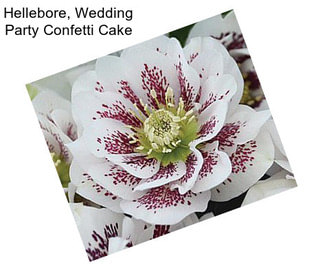 Hellebore, Wedding Party Confetti Cake