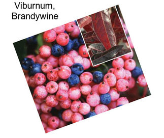 Viburnum, Brandywine