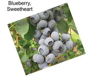 Blueberry, Sweetheart