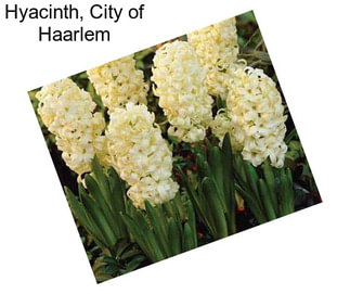 Hyacinth, City of Haarlem