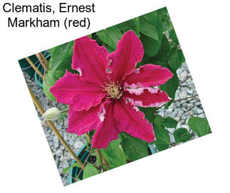 Clematis, Ernest Markham (red)
