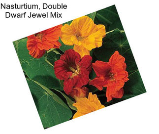 Nasturtium, Double Dwarf Jewel Mix