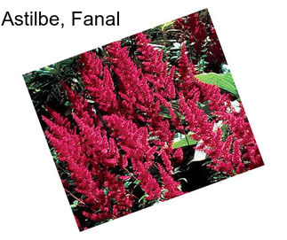 Astilbe, Fanal