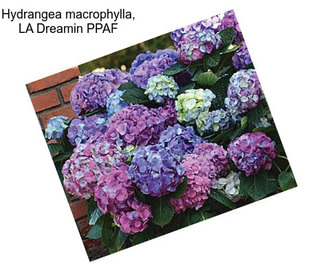 Hydrangea macrophylla, LA Dreamin PPAF