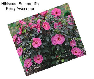 Hibiscus, Summerific Berry Awesome