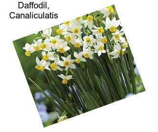 Daffodil, Canaliculatis
