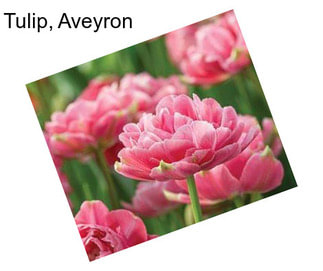 Tulip, Aveyron