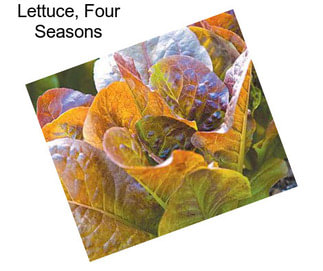 Lettuce, Four Seasons