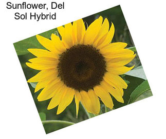 Sunflower, Del Sol Hybrid