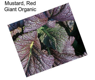 Mustard, Red Giant Organic