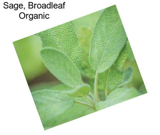 Sage, Broadleaf Organic