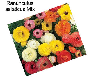 Ranunculus asiaticus Mix