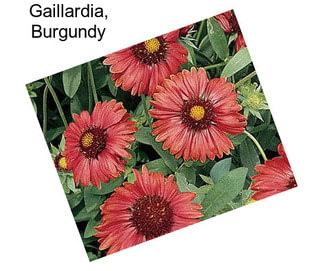 Gaillardia, Burgundy