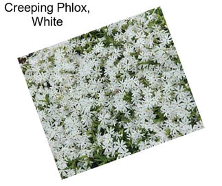 Creeping Phlox, White