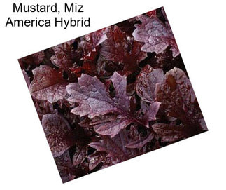 Mustard, Miz America Hybrid