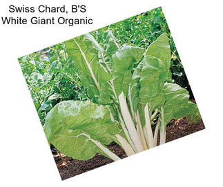 Swiss Chard, B\'S White Giant Organic