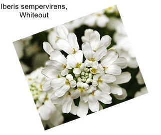 Iberis sempervirens, Whiteout