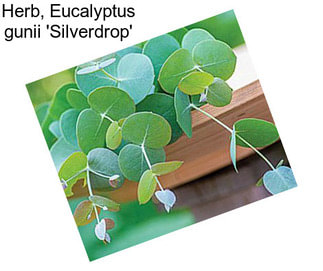 Herb, Eucalyptus gunii \'Silverdrop\'