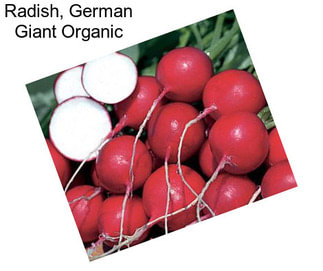 Radish, German Giant Organic