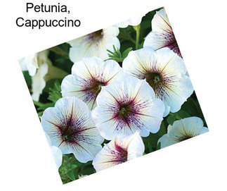 Petunia, Cappuccino