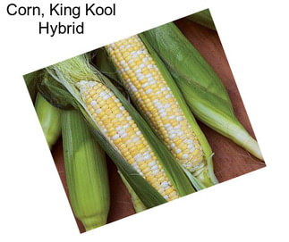 Corn, King Kool Hybrid