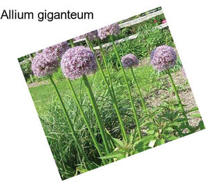 Allium giganteum