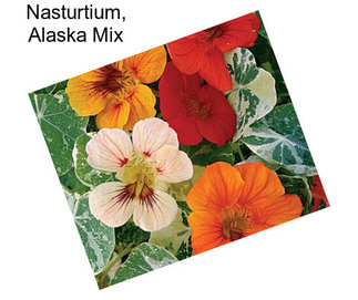 Nasturtium, Alaska Mix