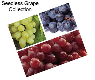 Seedless Grape Collection