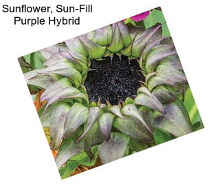 Sunflower, Sun-Fill Purple Hybrid