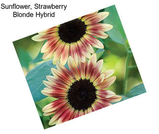 Sunflower, Strawberry Blonde Hybrid