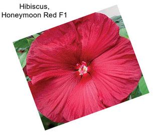 Hibiscus, Honeymoon Red F1