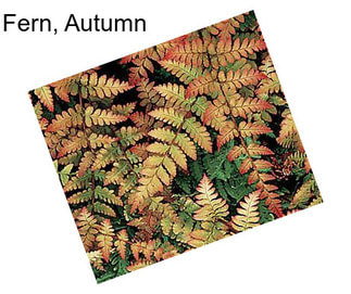 Fern, Autumn