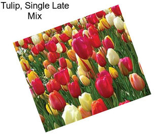 Tulip, Single Late Mix