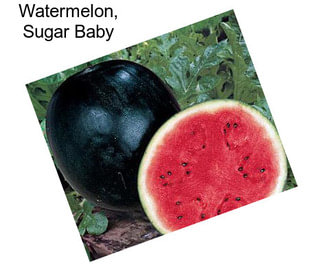 Watermelon, Sugar Baby