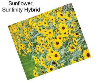 Sunflower, Sunfinity Hybrid