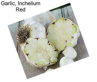 Garlic, Inchelium Red