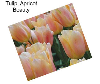 Tulip, Apricot Beauty